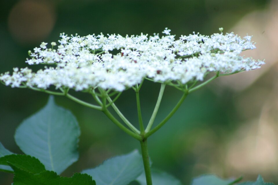 Blossom bloom white photo