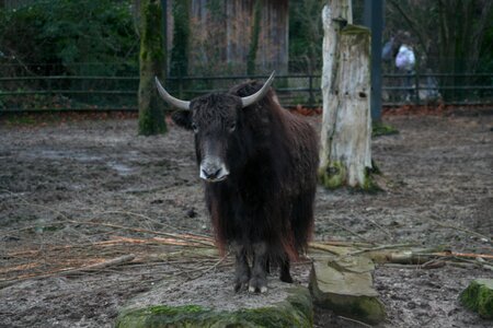 Bovine species grazer mammal