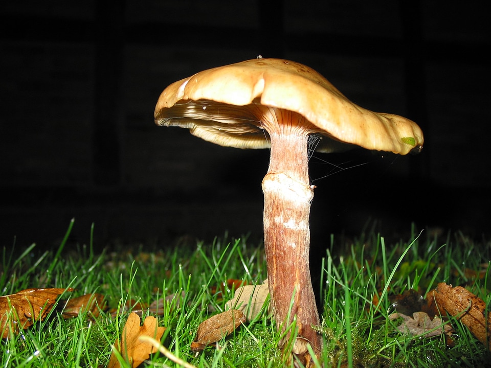 Mushrooms autumn meadow