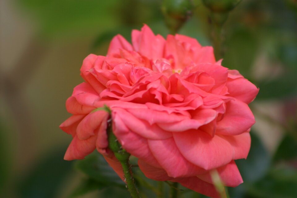 Public record roses flowers