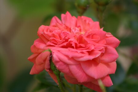 Public record roses flowers