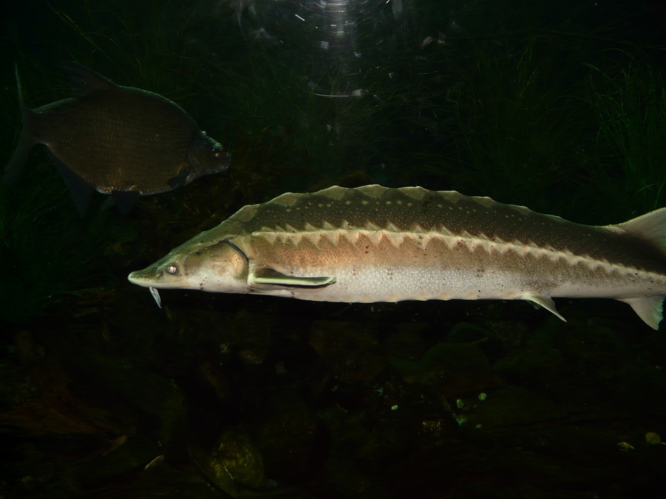 Fins aquarium acipenser sturio