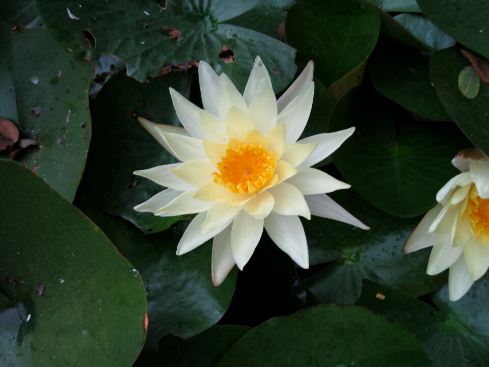 Bloom blossom bloom