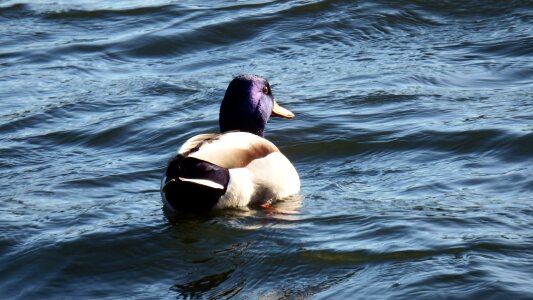 Bill bird water bird photo