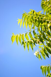 Green nature herbal tree