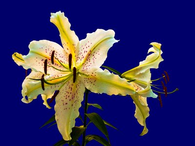 Blossomed blossom bloom