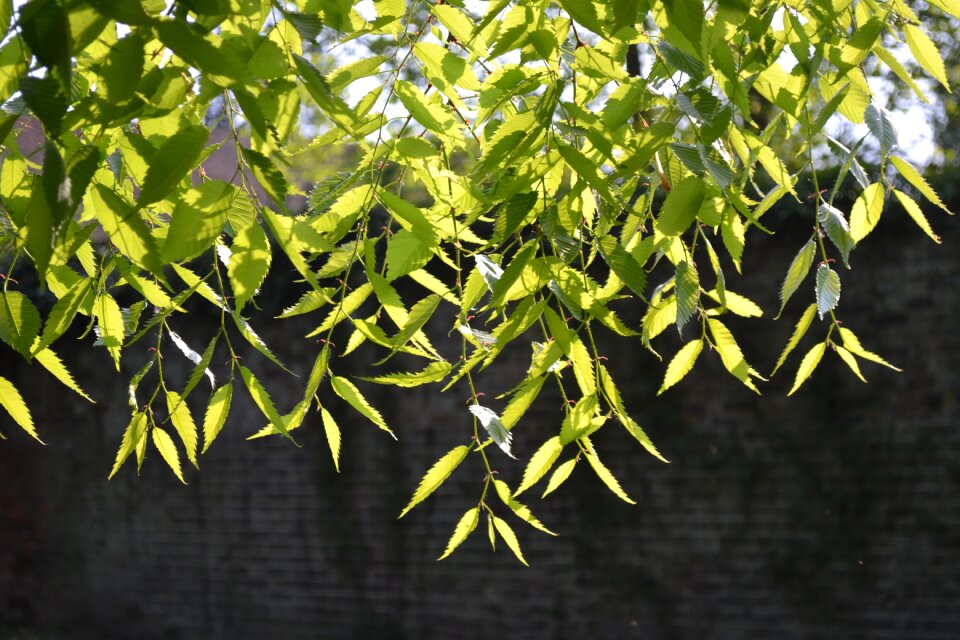 Hanging branch garden