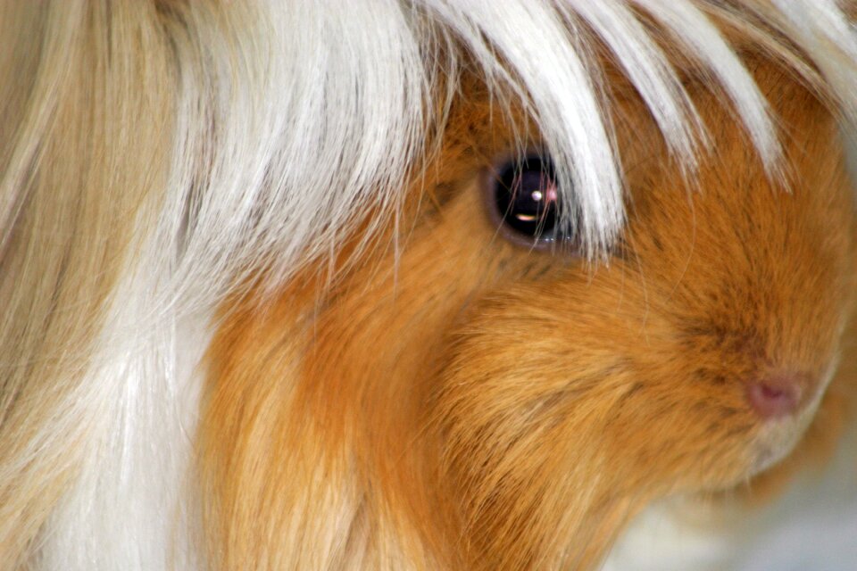 Portrait close up pet