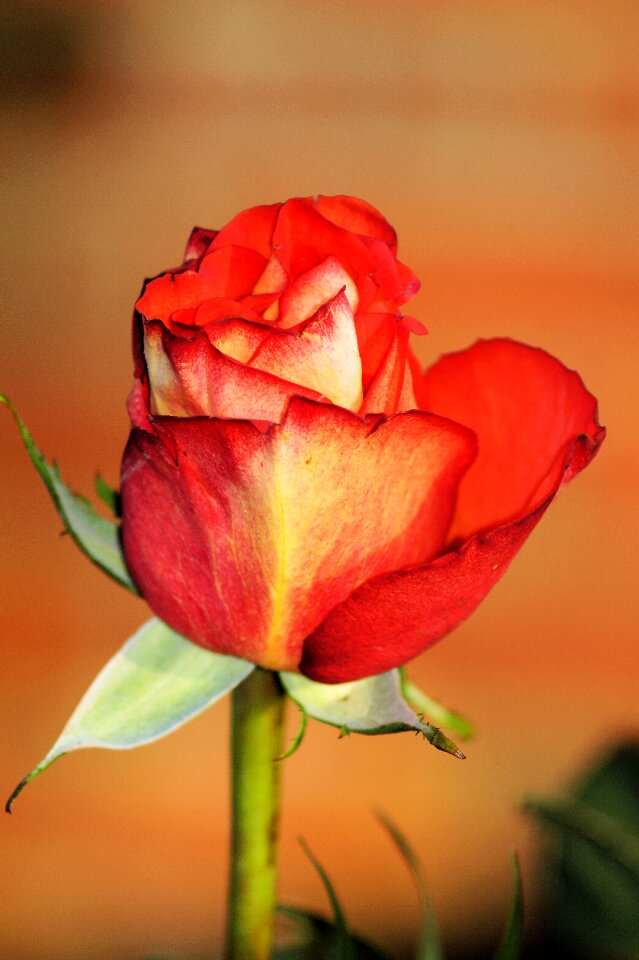 Bloom romantic love