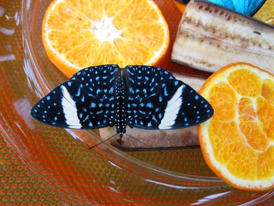 Insect black spotted
