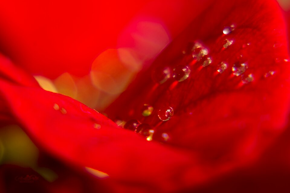 Macro beautiful water drops