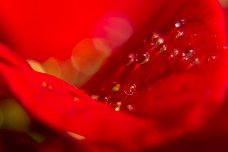 Macro beautiful water drops photo