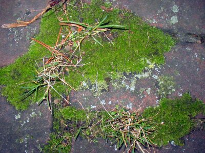 Moss plant Free photos