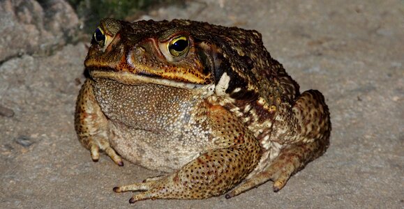Frog amphibian animal
