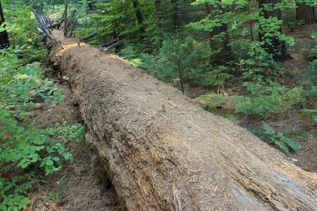 Tree death nature