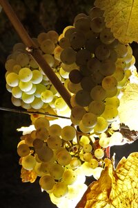 Fruit vineyard winegrowing