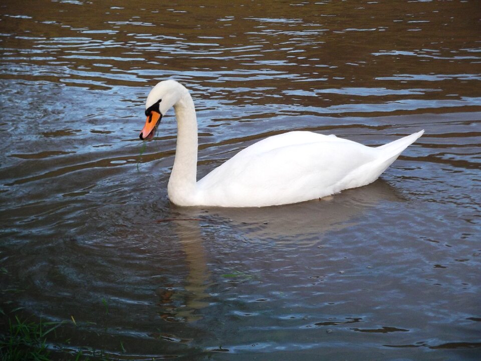 Beautiful waters bird
