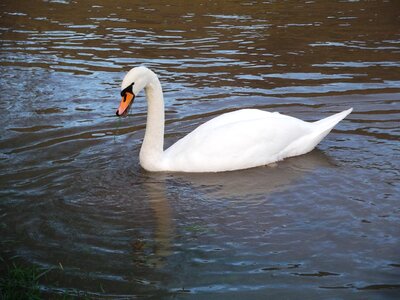 Beautiful waters bird