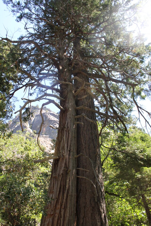 Sequoia tree forest photo