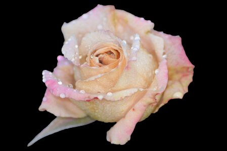 Flower nature pink rose