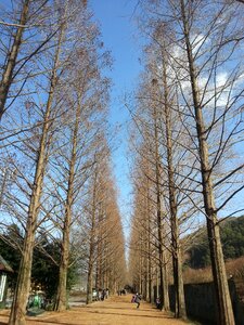 Damyang winter sky meta sequoia photo