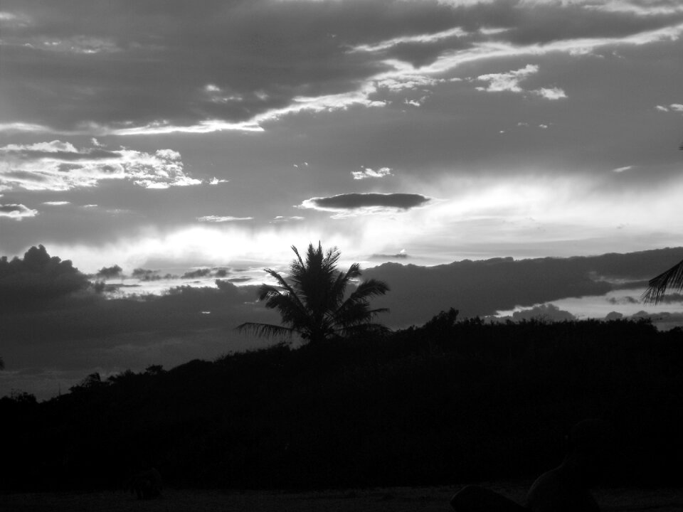Coconut trees beira mar beach