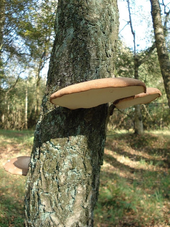 Nature autumn sponge