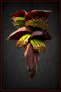 Banana shrub banana flower bananas