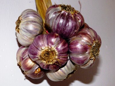 A vegetable główkowaty garlic główkowaty