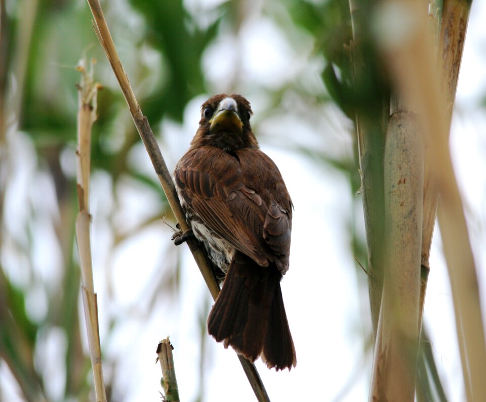 Amblyospiza albifrons weaver brown