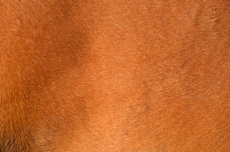 Animal fur wavy