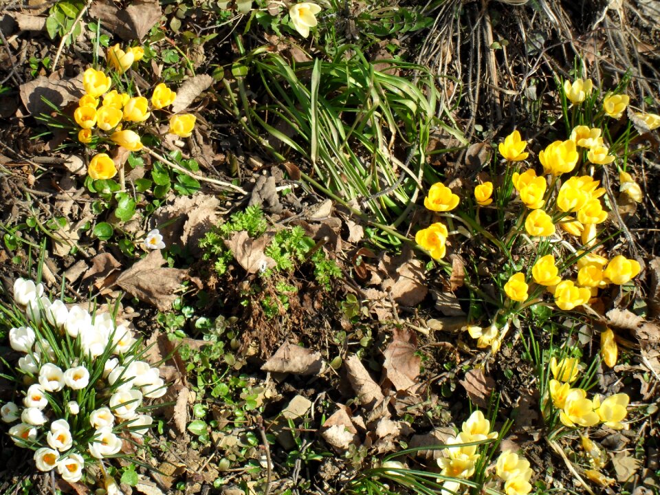 Bloom spring bühen