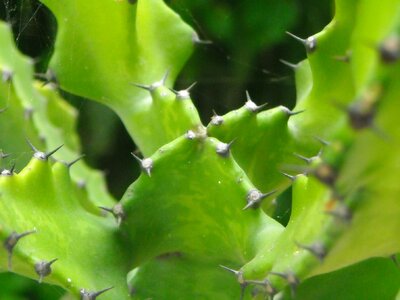 Thorn plants green