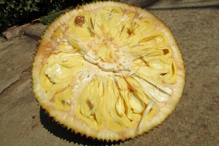 Indian sweet pod