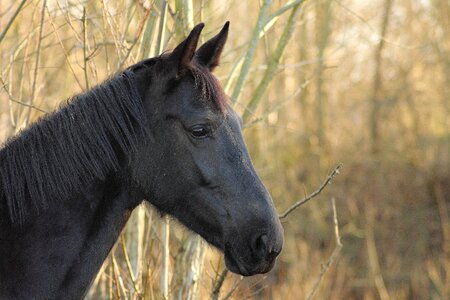 Horse brown animal