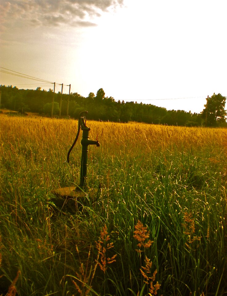 Grass well summer