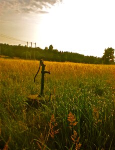 Grass well summer