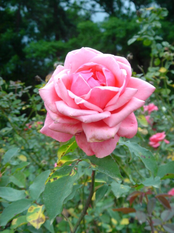 Rosa flower plant