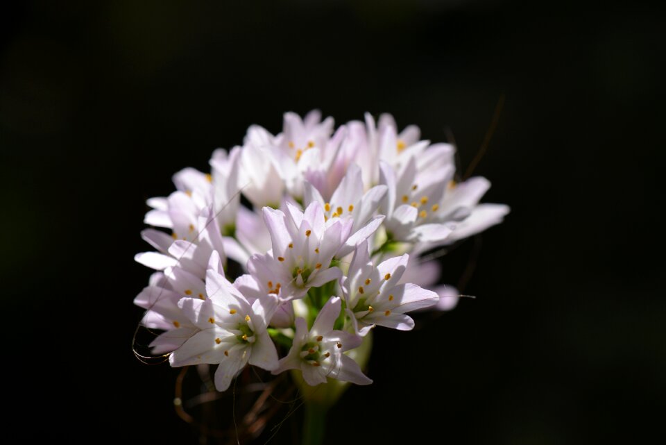 Flowers pollen nature