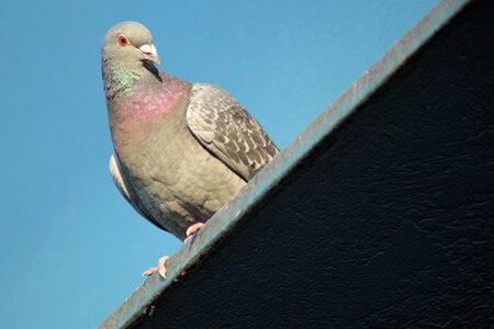 Pigeon birds bird animal photo