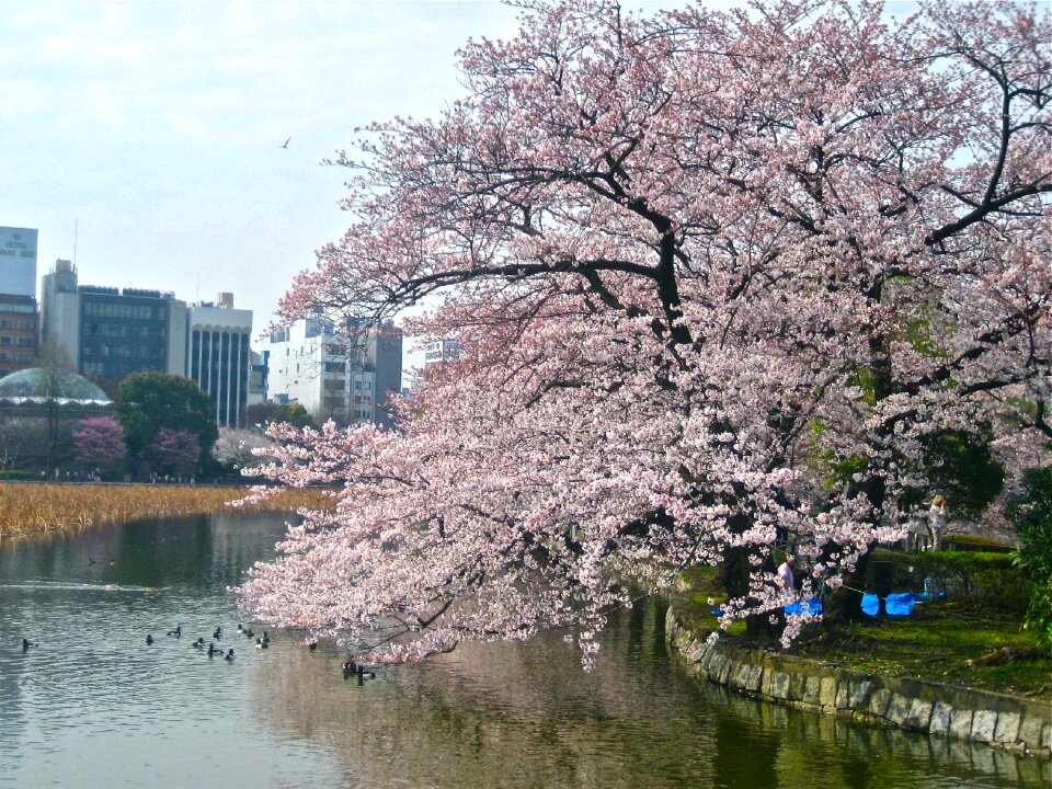 Imperial palace japanese cherry trees spring