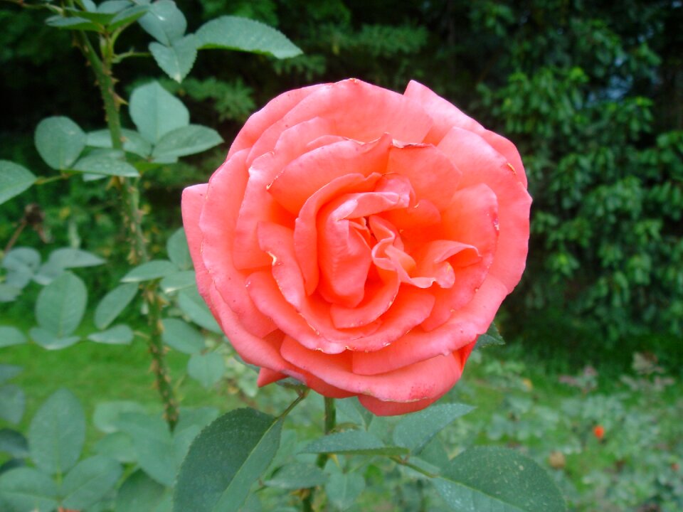 Rosa flower plant
