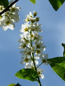 Black cherry prunus tree
