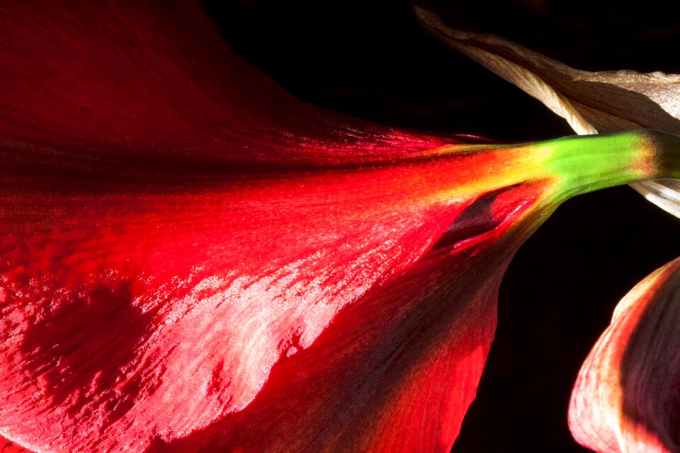 Flower plant botany