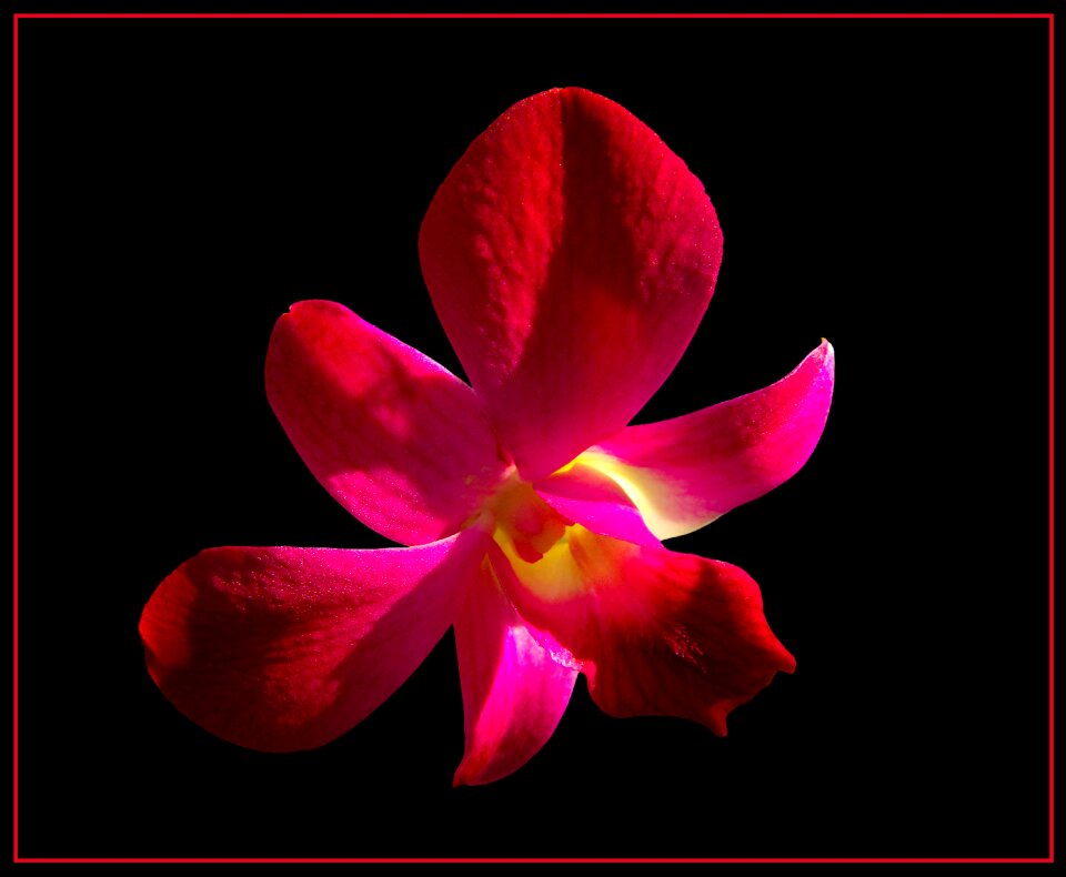 Bloom flower red