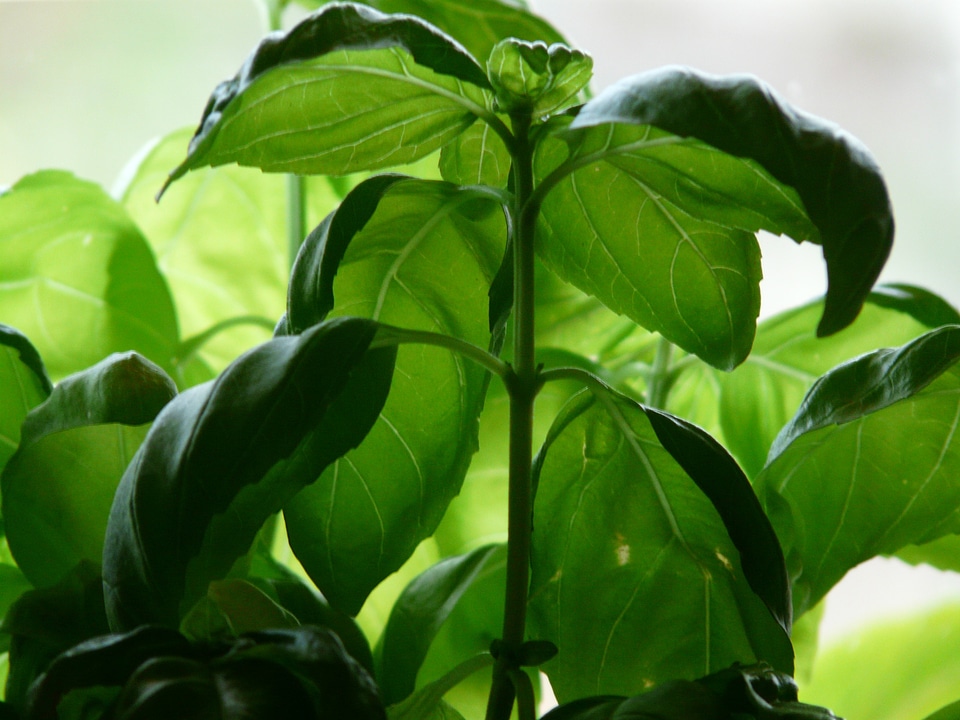Leaves green culinary herbs