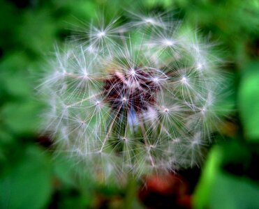 White tufts fluffy photo