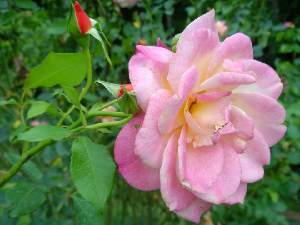 Rosa flower plant