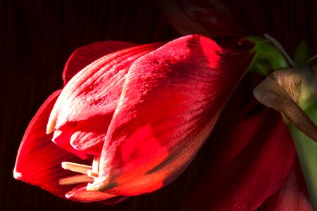 Flower plant botany