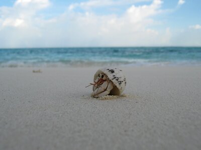 Maldives sand crab photo